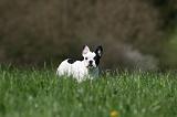 BOULEDOGUE FRANCAIS 1078